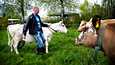 Kuvassa pohjoissuomenkarjaa edustava Ylläs-lehmä ja Ahlmanin maatilamestari Harri Ala-Kapee kuvattuna 28. toukokuuta 2021.