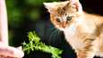 Tämä noin 12-viikkoinen, luovutusikäinen kissa löytyi talon pihasta Kangasalta vuonna 2013. Eläin päätyi löytöeläinhoitola Boondock’siin etsimään uutta kotia.