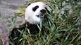 MTV:n uutisten mukaan Ähtärin eläinpuiston pandoja uhkaa palautus Kiinaan. Näin urospanda Hua Bao eli tutummin Pyry otti rennosti ja maisteli ruokaansa huhtikuussa 2018. 