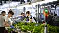 Sähkön hinnan nousu iskee eri yrityksiin eri tavoin. Kankaanpääläistä salaattia kasvattavaa Honkatarhat Oy:ta odottaa kova talvi.