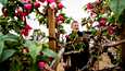 Kauppapuutarhuri Klaus Mäkelä nyppii valosta innostuneiden verenpisaroiden kukkia, sillä vielä ei ole kukinnan aika. Ennenaikainen kukinta vie kasvilta energiaa, joka sen pitäisi käyttää kasvuun.