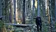 Metsäekologi Petri Keto-Tokoi käy säännöllisesti Musturin metsässä, joka sijaitsee Juupajoen ja Ruoveden rajamailla. Hän tuo metsään myös metsänhoitoa opiskelevat oppilaansa.