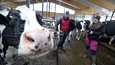 Sypressi-lehmä vaikutti varsin tyytyväiseltä Heikki ja Meri Äijön uuden pihattonavetan järjestelyihin. Tavoitteena on, että maatila tuottaa yli 2 miljoonaa litraa maitoa vuodessa. 