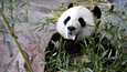  Urospanda Hua Bao, suomeksi Pyry otti rennosti Ähtäri Zoon Pandatalossa Ähtärissä 17. huhtikuuta 2018. Ähtärin eläinpuiston vuokralaisia uhkasi häätö, mutta nyt Ähtärin eläinpuisto kertoo saaneensa yhteistyökumppaneita pandojen jatkolle.