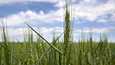 Uutiskanavan mukaan viljavarkaudet ovat lisääntyneet Ukrainassa. Tämä vehnäpelto kuvattiin Odessassa 22. toukokuuta. Ukraina on suuri viljantuottaja. 