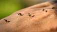 Maasto vaikuttaa hyttysten aktiivisuuteen. Yleensä hyttyset viihtyvät kosteissa ympäristöissä, sillä siellä sijaitsevat lisääntymispaikat.