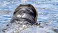 Haminan mursu jatkoi lauantaina matkaansa merelle. Sunnuntaina mursu havaittiin Kotkassa. Tämä kuva Haminan mursusta otettiin perjantaina 15. heinäkuuta.