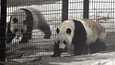 Ähtärin pandoja ei toistaiseksi palauteta Kiinaan. Jin Baobao eli suomenkieliseltä nimeltään Lumi ja Hua Bao eli Pyry touhusivat Ähtärin eläintarhan Pandatalossa Ähtärissä huhtikuussa 2018.