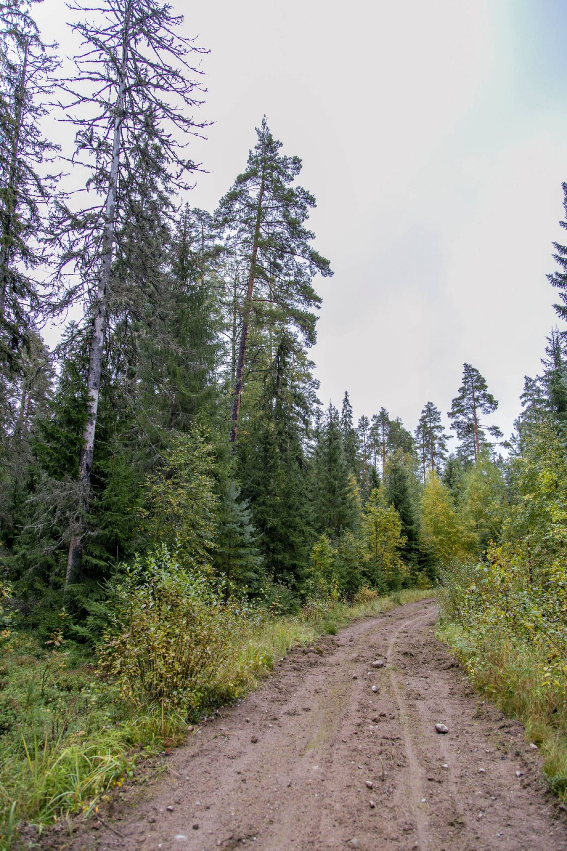 Alaisenjärven rantametsäänkin pääsee helposti metsäautotietä pitkin. Se, että tiettömiä taipaleita ei ole, kertoo metsätalouden laajuudesta.