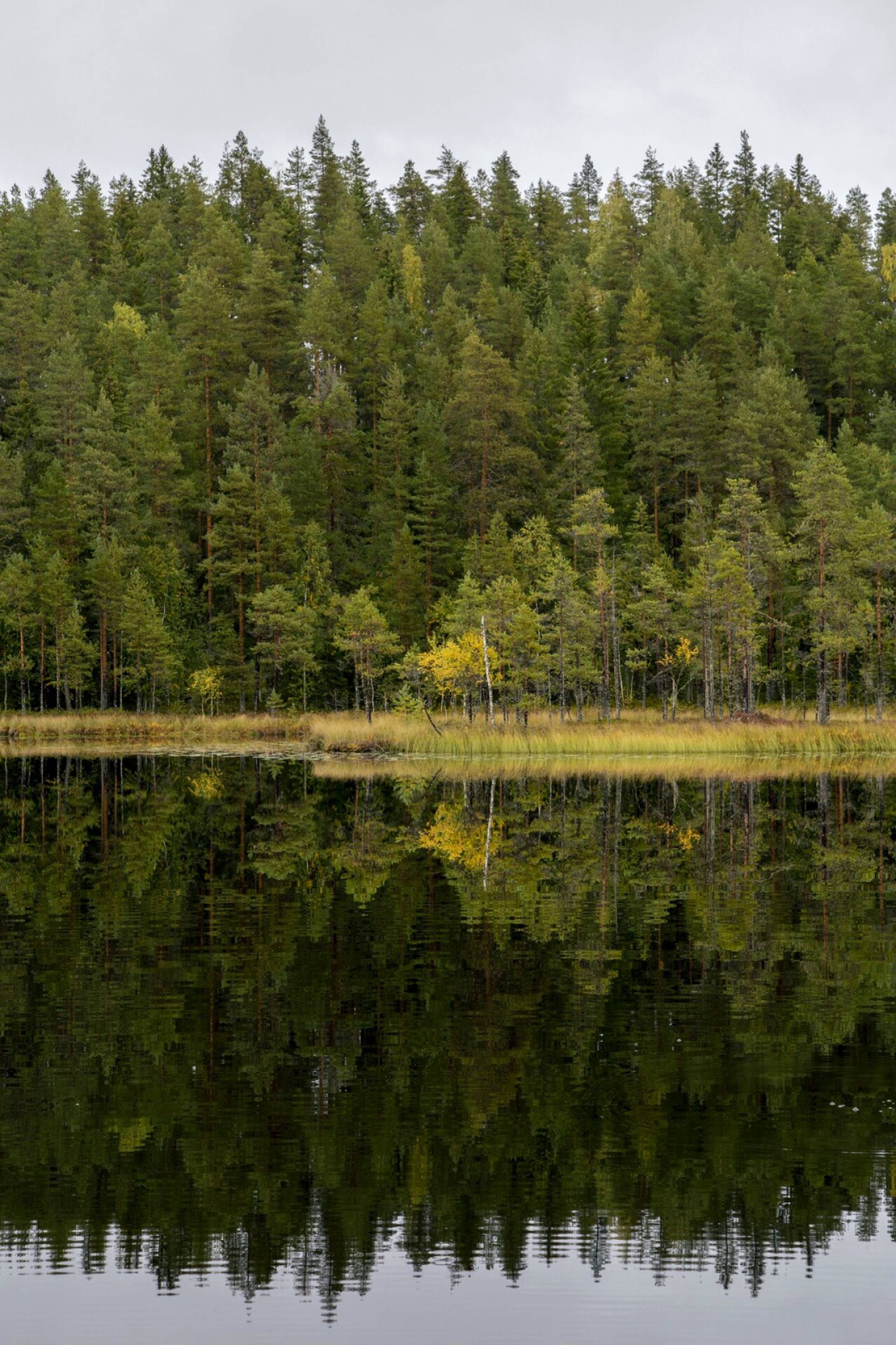 Petäjäjärven itäranta on Natura-luonnonsuojelualuetta. 2,5 neliökilometrin alueella on aarniokuusikkoa, rämettä ja avosuota.