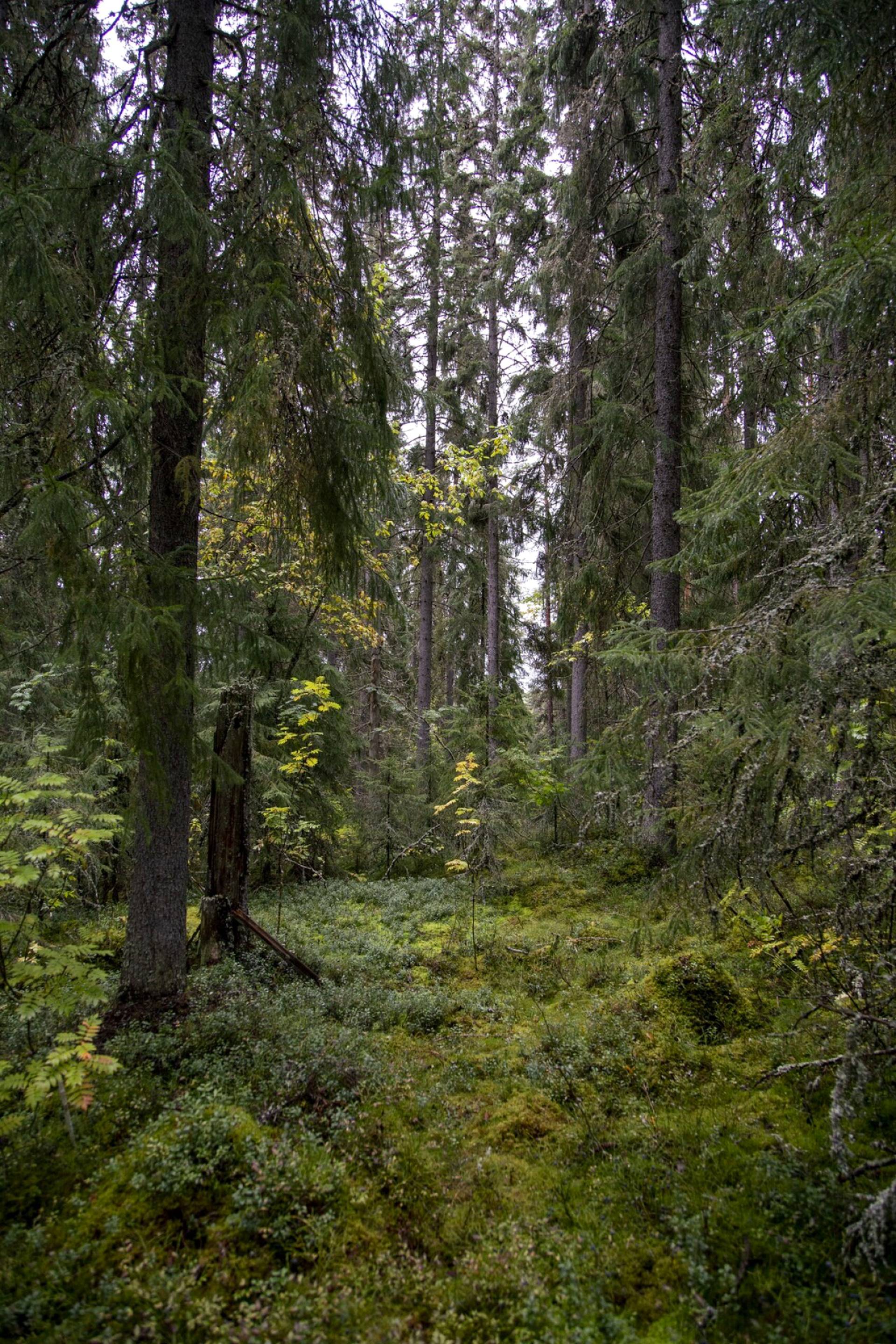 Suojelematonta luonnonmetsää Alaisenjärvellä Kurun pohjoispuolella. Metsä ei ole talouskäytössä. Metsiä, joissa ihmistoiminnan jälkiä ei näy ollenkaan, on Suomessa vain vähän. Monia vanhoja metsiä voidaan pitää luonnontilaisen kaltaisina, jos niitä ei ole käsitelty sotien jälkeisen ajan metsätalouden tyyliin. 