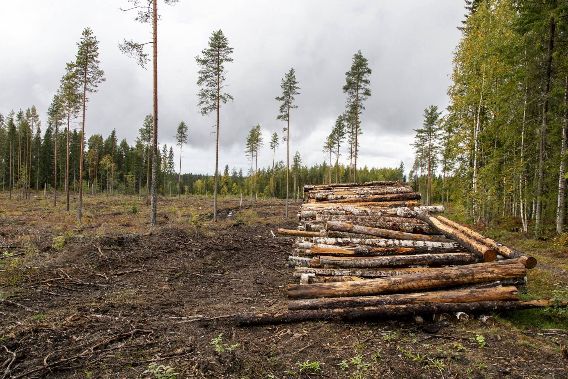 Suomessa hakattiin vuonna 2020 noin 70 miljoonaa kuutiometriä puuta. Hakkuuaukko Ylöjärven Kurussa.