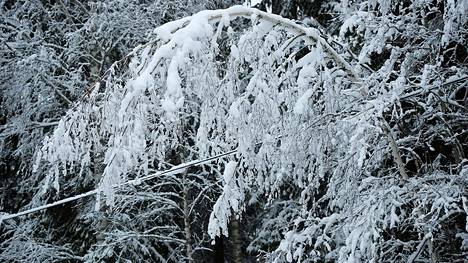 Kun sää lauhtuu, lumi kerää painoa ja saa puut kallistumaan niin, että ne osuvat sähkölinjoihin.