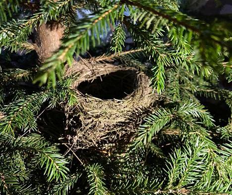 Joulukuusen oksien kätköissä ollut linnunpesä säilyi ehjänä kuusen kaatamisesta Nuutinpäivään (13.1.) saakka.