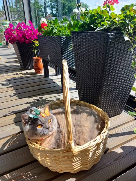 Inkivääri-kissa lähettää kesäterveisiä kuvan muodossa.