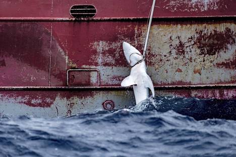 Maailman haipopulaatiot ovat vähentyneet liikakalastuksen myötä 70 prosenttia viimeisen 50 vuoden aikana.