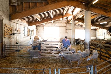 Lammasmaitotilaa pyörittävä Charles Cremers on huolissaan siitä, riittääkö lampaille ruokaa kuivuuden vuoksi.