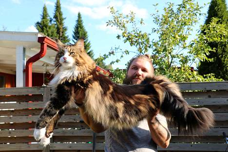 Turenkilaisessa perheessä asuu kaksi lempeää tupsukorvaista jättiläistä –  Suuret Maine Coon -kissat herättävät ihmetystä ja ihastusta - Elämänmeno -  Janakkalan Sanomat