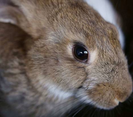 Porin Laviassa lopetettiin viranomaisten määräyksestä yli 200 tuotantoeläiminä kasvatettua kania vuonna 2017. Kuvituskuva. Kuvan eläin ei liity tapaukseen.