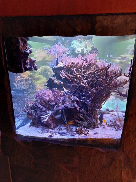 Pasi Haillan akvaariossa eli yhteensä noin 35 trooppista kalaa. Korallit hohtivat eri väreissä.
