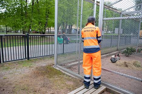 Kesäasukkaat tuotiin Tampereen Sorsapuiston lintutarhaan tiistaina iltapäivällä 31. toukokuuta. Lintutarhan ja kanojen hoidosta vastaa kesän aikana Tampereen Infra oy.