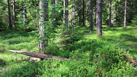 Merikarvian kunta aikoo ostaa seurakunnalta 13 hehtaarin metsäpalstan Tuorilasta. Hinta on metsänhoitoyhdistyksellä arvioitavana,