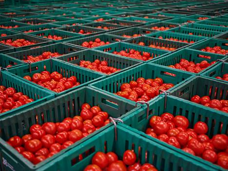 Närpiön Vihannes tuottaa noin 60 prosenttia kaikista talvikauden kotimaisista tomaateista.