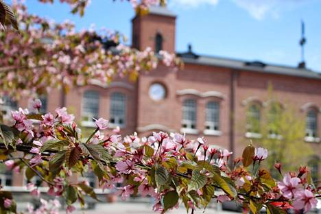 Pirjo Räisänen nappasi kuvan kirsikkapuiden kukkaloistosta Tampereen Frenckelin aukiolla.