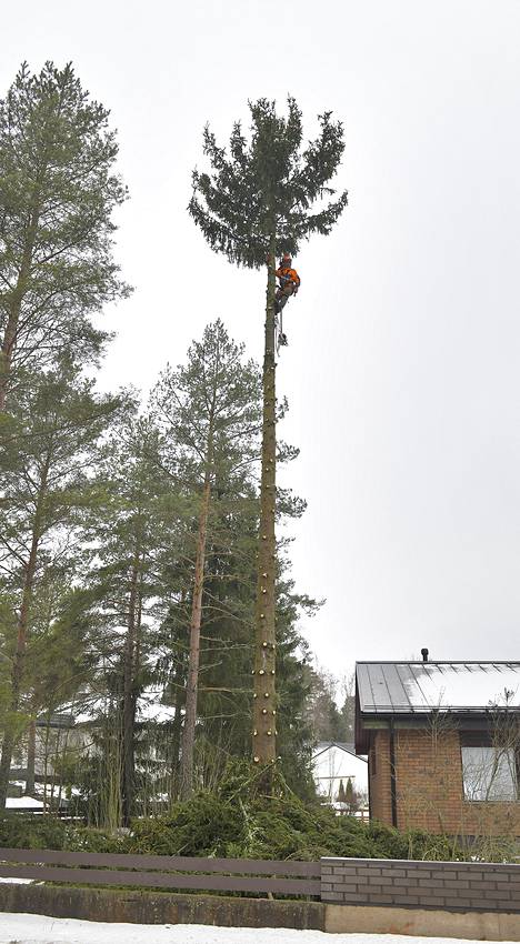 Pihapuiden kaataminen ei ole heikkohermoisen hommaa. Hannu Heinon päätä ei huimaa yli 20-metrisen metsäkuusen latvassa. Kuvat: Juha Sinisalo