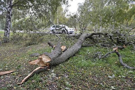 Aila-myrsky riepotteli puita myös Raumalla syyskuussa. Arkistokuva: Juha Sinisalo
