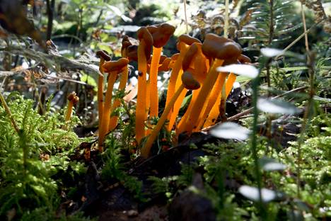 Kuvassa oleva sieni on rustonupikka. Kuvaan tuleva auringonvalo värjää sienten jalat poikkeuksellisesti oransseiksi. Yleensä jalat näyttävät keltaisemmilta. Rustonupikkaan jalan ja lakin alapinnan välillä ei  juuri ole värieroa, toisin kuin suppilovahverolla.