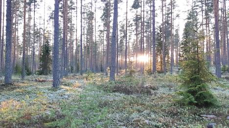 Kankaanpään kaupunki lahjoitti Ristomatti Hakolalle metsäpalstan. Kuvituskuva
