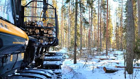 Keskimäärin metsänomistajan saama puukauppatulo oli 42 euroa kuutiometriltä myytyä kuutiometriä kohden. Kuva puistohakkuusta Keuruun kaupungin maalla helmikuussa 2022.