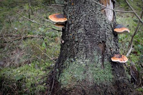 Helmi Karkiainen yläkoulujen Metsävisan finaaliin - Elämänmeno - KMV-lehti