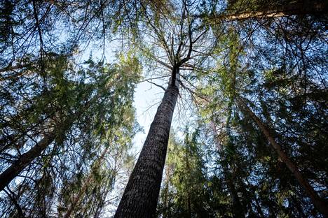 EU:n luonnon ennallistamisasetuksen valmistelu on kohauttanut etenkin metsänomistajia. Asiasta on saatu niin EU:n kuin myös Suomen sisällä poliiittinen taistelu.