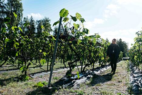 Olkiluotoon 20 vuotta sitten istutettu viinitarha kukoistaa edelleen. Teollisuuden Voiman ympäristöasiantuntija Merja Levy kertoo, että köynnöksiä on noin 300 kappaletta. Parhaina satovuosina ne ovat tuottaneet jopa 800 kiloa viinirypälettä.