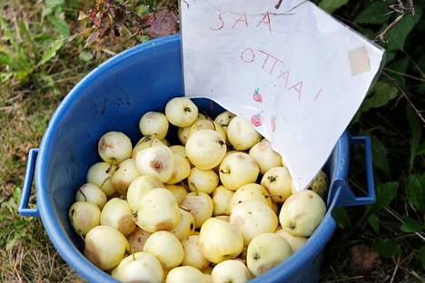Monen kotipuutarhurin omenapuun sato on niin runsas, että omenoita riittää annettavaksi asti.