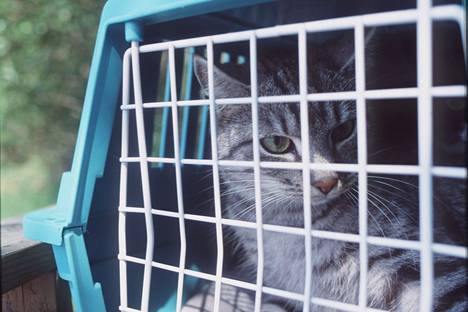 Osa kissoista oli tuomitun mukaan peräisin navetan vintiltä, jossa eläimet olivat lisääntyneet. Kuvituskuvan kissa ei liity uutisessa käsiteltyyn tapaukseen.