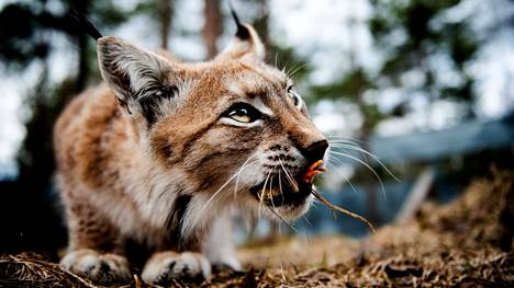 Ilvesten kannanhoidollinen metsästys alkaa joulukuun alussa. Kuvassa vaanivaa Ranuan eläinpuiston Iiro-ilvestä se ei koske.