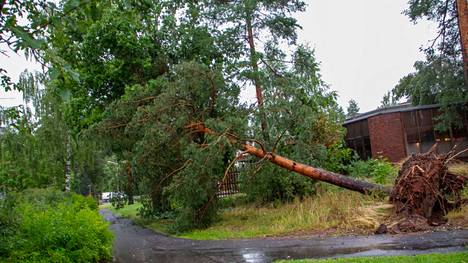 Kankaanpään keskustassa sijaitsevassa Linnanpuistossa kaatui isohko mänty.