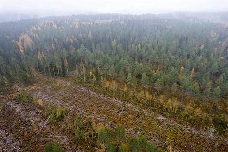 Metsät ovat nousseet keskusteluun eduskuntavaalien alla. Kuva syyskuulta 2017 Janakkalasta.