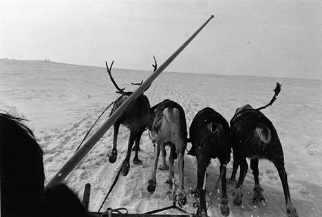 Jäähyväiset tundralle – Siperian nenetsien matkassa -teoksen kuvitus on raumalaisen valokuvaajan Pekka Lehmuskallion.