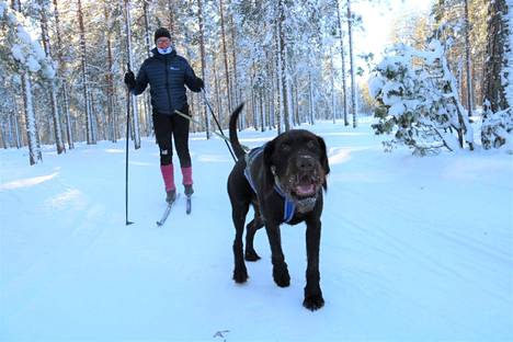 Krista Koskinen hiihtää yhdessä Messi-koiran kanssa. Koirahiihtäjät kuvattiin Jämillä talvella 2021.