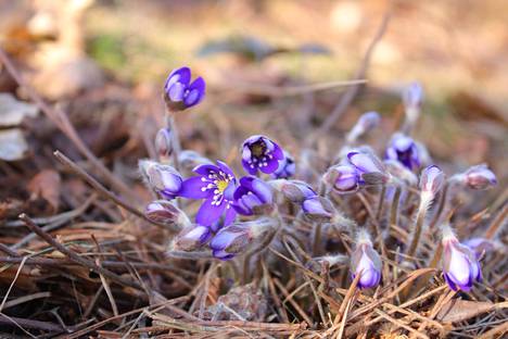 Sinivuokkoja kukkii Prisman takaisella harjulla. Pirjo Räisänen kuvasi niitä kävelylenkillään lauantaina 8. huhtikuuta.
