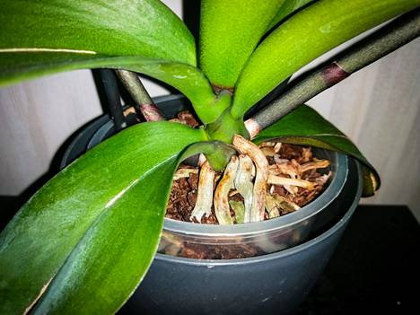 Orkidea on läpinäkyvässä ruukussa suojaruukun alla. Läpinäkyvästä ruukusta pystyy tarkastamaan helposti juurien kunnon. Terveet juuret ovat hieman vihertävät ja pulleat. Lasista ruukkua ei kuitenkaan kannata käyttää edes suojaruukkuna.