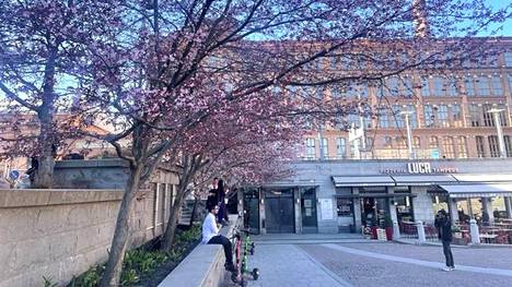 Lämpenevä sää on saanut Tampereen keskustan Frenckellin aukion kirsikkapuut puhkeamaan kukkaan. Niiden luona otetaan kukinta-aikaan paljon valokuvia.