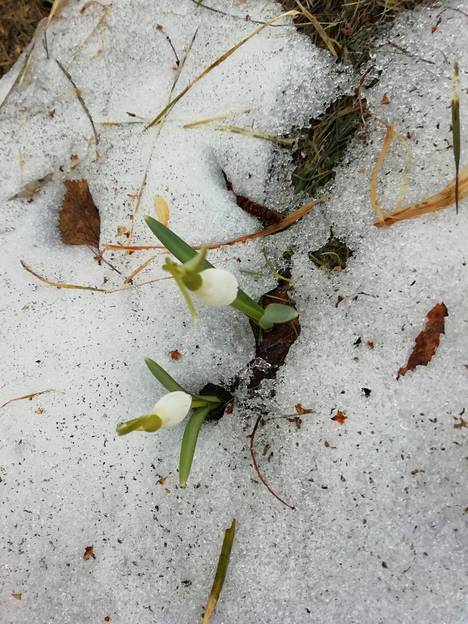 Kevään ensimmäinen kukka puskee lumenkin läpi, lumikellot. Kuvattu Tottijärvellä 25. huhtikuuta. Kuva: Irma Kivistö 