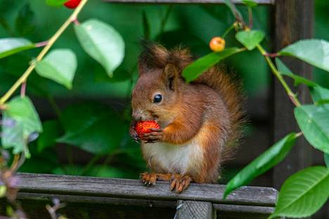 Voiko suloisempaa näkyä edes olla? Timo Syrjä kuvasi kotipihallaan Tervasuolla kesästä ja mansikoista nautiskelevan oravan.