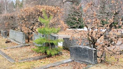 Seurakunnan mukaan pääsääntöisesti nämä männyn käkkärät kasvavat haudoilla, jotka on luovutettu hautaukseen 30–40 -luvuilla niin sanotuiksi ainaishautapaikoiksi.