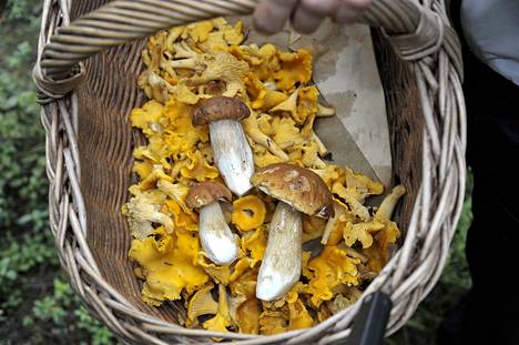 Herkkutatit (korissa päälimmäisinä) ovat ainoita sieniä, joita pohjoiskarjalainen yritys ostaa Satakunnasta ja Varsinais-Suomesta. Hyvänä tattivuonna kerääjä voi tehdä komean tilin.